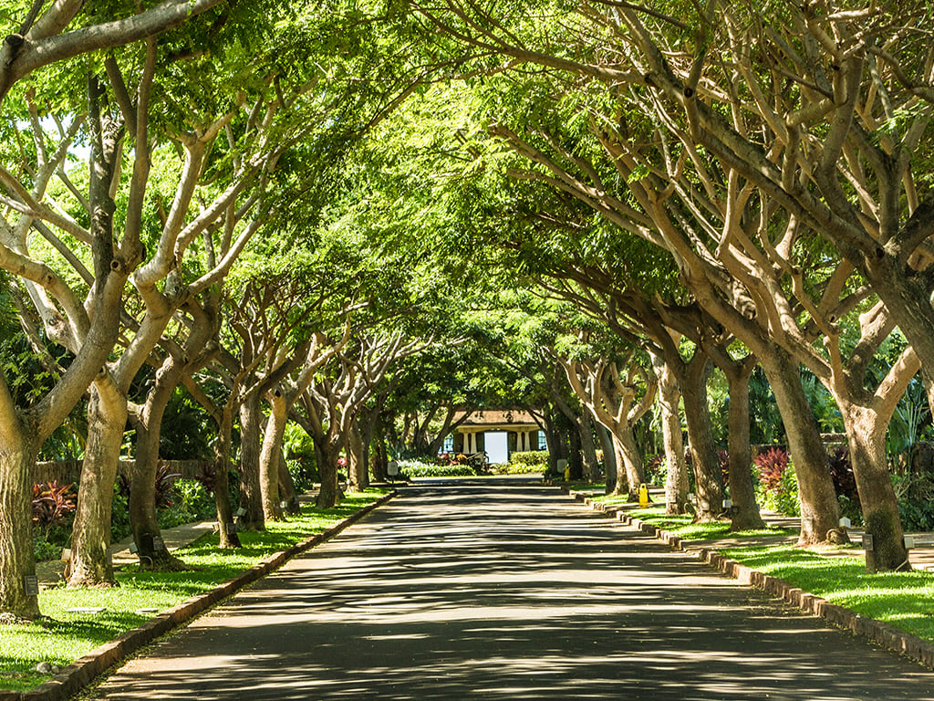 Tree-Tunnel-at-The-Club-at-Kukuiʻula-1